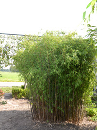 BambusBerlin Fargesia jiuzhaigou Hain - Jade Bambus