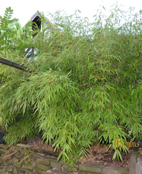 BambusBerlin Liefergre: 125 bis 150 cm - 15 Liter Topf