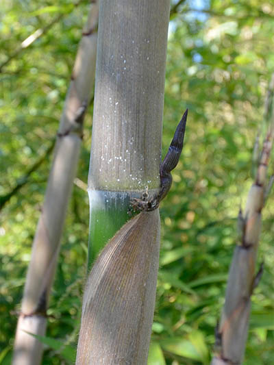 BambusBerlin Halmaustrieb von Phyllostachys Nigra Henonis