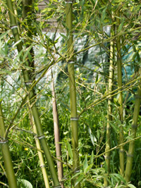 BambusBerlin Halmdetailansicht von Phyllostachys parvifolia mit dem charakteristische Halmreif unterhalb der Nodie
