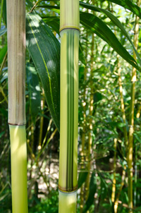 BambusBerlin Detailansicht vom Bambus Halm - Phyllostachys aureosulcata Spectabilis
