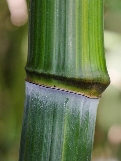 BambusBerlin Detailansicht vom Bambushalm Phyllostachys aureosulcata harbin