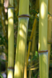 BambusBerlin Detailansicht vom Bambushalm Phyllostachys aureosulcata harbin inversa