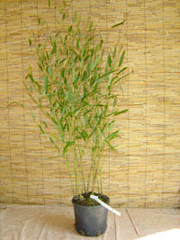 BambusBerlin Phyllostachys heteroclada - Wasserbambus