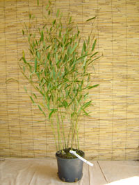 BambusBerlin Berlin Phyllostachys heteroclada - Wasserbambus