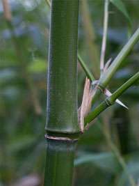 BambusBerlin Halmdetail von Phyllostachys viridiglaucescens mit der typischen Bemehlung