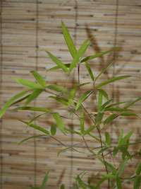BambusBerlin Phyllostachys decora