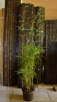 BambusBerlin Berlin Fargesia robusta campbell - Höhe 140 cm