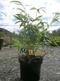 BambusBerlin Phyllostachys Tip Top varioauriculata: Lieferhhe: ca. 60 cm