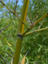 BambusBerlin Berlin Halmanischt vom Bambus Phyllostachys arcana Luteosulcata