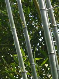 BambusBerlin Phyllostachys aureosulcata alata - typische olivfrbung der Halme