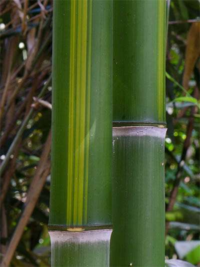 BambusBerlin Halmzeichnung von der Bambussorte Phyllostachys vivax huangwenzhu