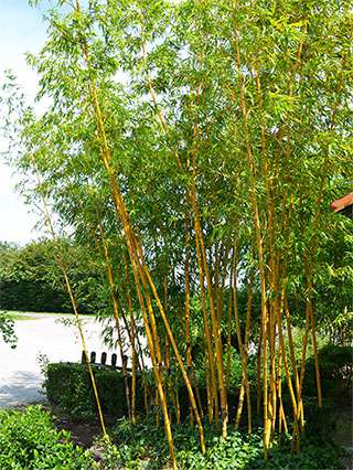 BambusBerlin Aufnahme von Phyllostachys vivax aureocaulis