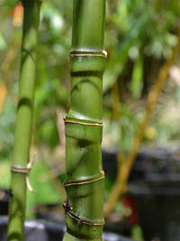 BambusBerlin Halmansicht Phyllostachys aurea mit den typischen Knoten