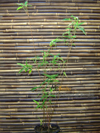 BambusBerlin Bambusa multiplex 'Alfons Karr' Hhe ca. 80 cm - Tropischer Bambus