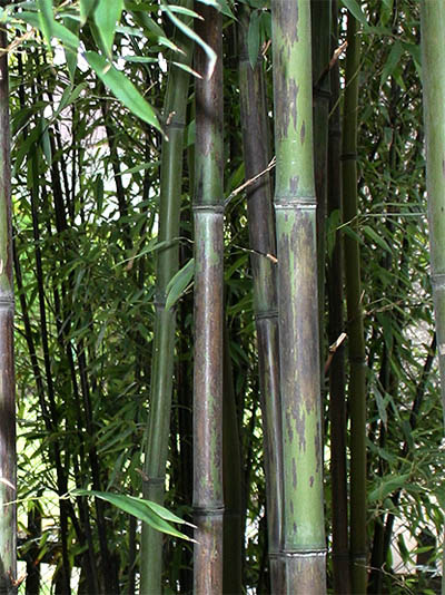 BambusBerlin Bambushain mit Phyllostachys nigra Boryana