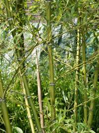 BambusBerlin Halmdetailansicht von Phyllostachys parvifolia mit dem charakteristische Halmreif unterhalb der Nodie