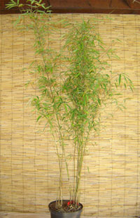 BambusBerlin Borinda angustissima mit einer Pflanzenhöhe 120 cm