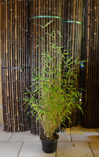 BambusBerlin Bambus Fargesia  - mit 80 cm Lieferhöhe