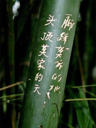 BambusBerlin Phyllostachys pubescens Moso - Hhe in Deutschland bis 7 Meter