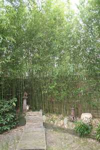 BambusBerlin: Phyllostachys bissetii - Ort: Berlin