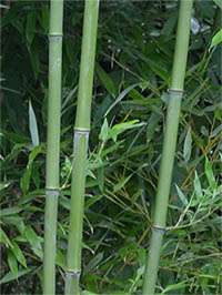 BambusBerlin: Halmansicht von Phyllostachys bissetii - Ort: Berlin