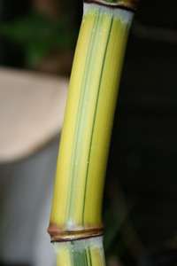 BambusBerlin: Halmansicht von Phyllostachys aureosulcata Spectabilis - Ort: Berlin