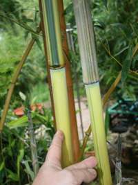 BambusBerlin: Detailansicht vom Halm und grnem Sulcus von Phyllostachys aureosulcata Spectabilis - Ort: Berlin