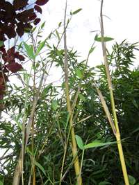 BambusBerlin: frischer Halmaustrieb von Phyllostachys bambusoides Castilloni im Mai - Ort: Berlin