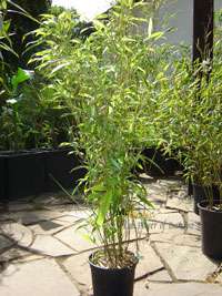 BambusBerlin: Phyllostachys Mannii H�he ca. 80 cm - Ort: Berlin