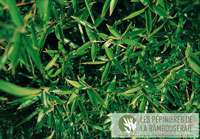 BambusBerlin: Ansicht der sattgr�nen Bl�tter von Phyllostachys Mannii - Ort: Berlin