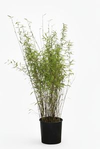 Produkt: BambusBerlin Bambus Fargesia Nitida - Black Pearl