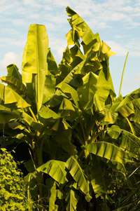 Produkt: BambusBerlin Winterharte Banane