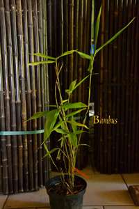 BambusBerlin: Phyllostachys pubescens edulis - Moso - Riesenbambus - Ort: Berlin