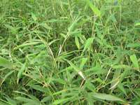 BambusBerlin: Phyllostachys bissetii - Ort: Berlin