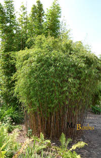 BambusBerlin Fargesia jiuzhaigou Hain - Jade Bambus