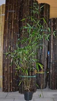 BambusBerlin: Phyllostachys atrovaginata - Hhe 150 cm - Ort: Berlin