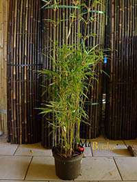 Produkt: BambusBerlin Bambus Fargesia robusta campbell