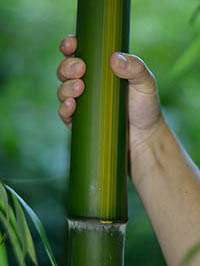 BambusBerlin: Aufnahme von Phyllostachys vivax huangwenzhu - Ort: Berlin