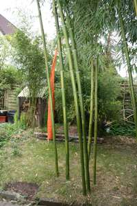 BambusBerlin: Halmaustrieb von Phyllostachys vivax  - Ort: Berlin