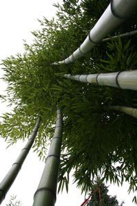 BambusBerlin: Detailansicht vom Phyllostachys vivax huangwenzhu - Ort: Berlin