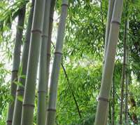 BambusBerlin: Bambushain von Phyllostachys Nigra Henonis - Ort: Berlin