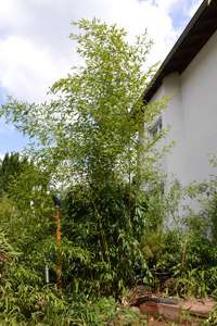 BambusBerlin: Phyllostachys aureosulcata Spectabilis - Ort: Berlin