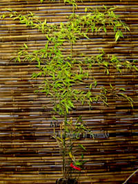 BambusBerlin: Phyllostachys nigra Boryana - Gre 150 cm - Ort: Berlin