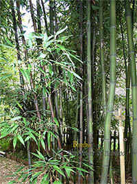 BambusBerlin: Bambushain mit Phyllostachys nigra Boryana - Ort: Berlin