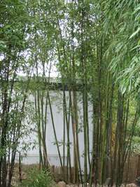 BambusBerlin: Bambushain Phyllostachys nigra Boryana - Ort: Berlin