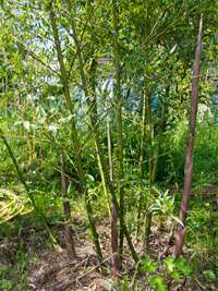 BambusBerlin: Phyllostachys parvifolia - Ort: Berlin