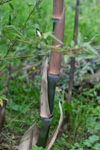BambusBerlin: Der Halmaustrieb von Phyllostachys parvifolia beginnt von Mitte Mai bis Ende Juni - Ort: Berlin