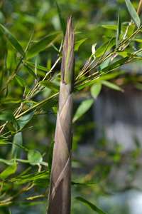 BambusBerlin: Frische Halmspitze von Phyllostachys parvifolia im Mai - Ort: Berlin