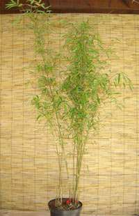 Produkt: BambusBerlin Fargesia (Borinda) angustissima